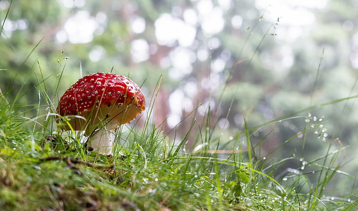 depth of field photography of red mushroom, Parc, Merlet, juillet, HD wallpaper