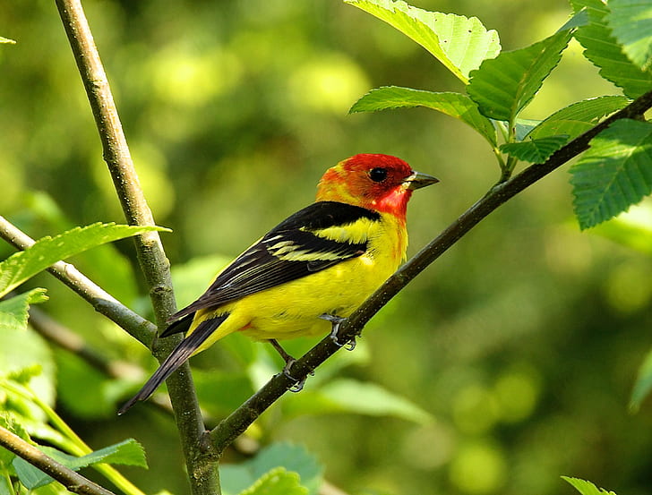 yellow black and red parakeet, western tanager, western tanager