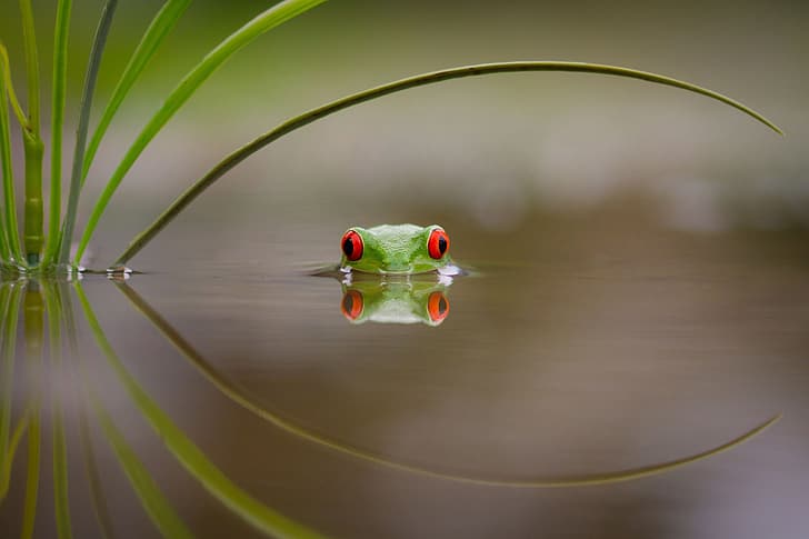 water, sheet, lake, frog, bathing, green, red eyes, colorful, HD wallpaper