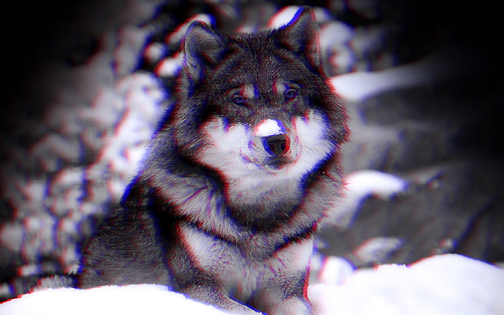 gray and white wolf, anaglyph 3D, animals, mammal, one animal, HD wallpaper