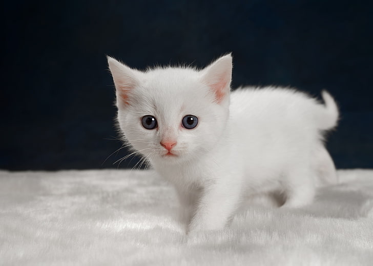 kittens, baby animals, white, cat, domestic, pets, mammal, domestic animals, HD wallpaper