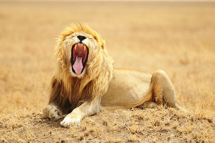 photo of adult lion, late night, tanzania, africa, d300, serengeti, HD wallpaper