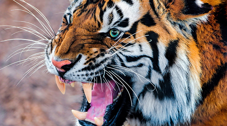 tiger 4k  download pc, animal, animal themes, big cat, feline, HD wallpaper