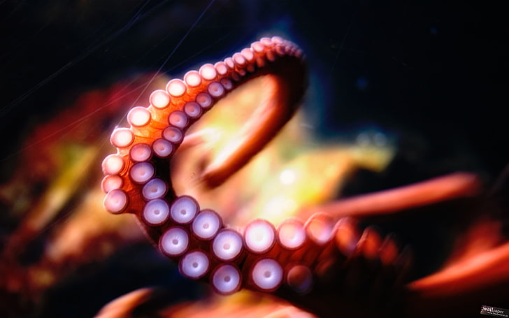 untitled, octopus, tentacles, underwater, blurred, human body part, HD wallpaper