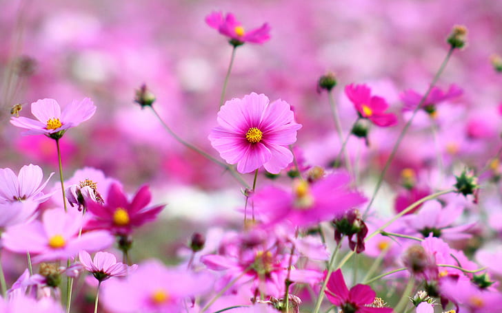 Spring-blooming pink flowers, HD wallpaper