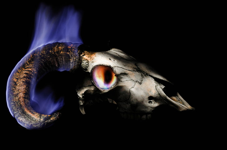 skull, horns, black background, animal, close-up, no people