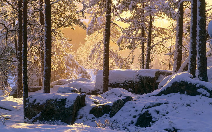 Winter, thick snow, forest, trees, sunshine