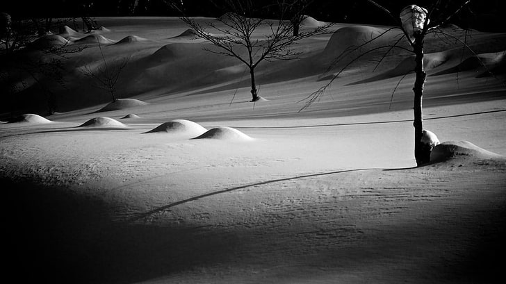 snowfield, monochrome, tree, nature, cold temperature, winter, HD wallpaper