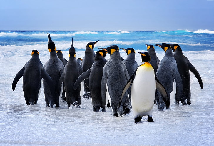HD wallpaper: Birds, Penguin, Animal, King Penguin, Ocean, Sea | Wallpaper  Flare