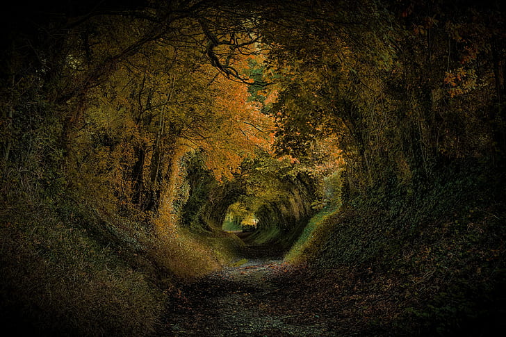England, nature, park, UK, Halnaker Park, trees, tunnel, path, HD wallpaper