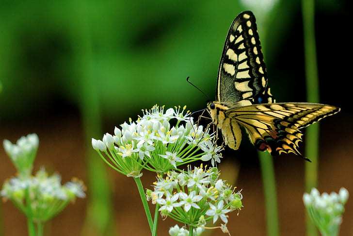 tiger swallowtail butterfly on white flower, leek, swallowtail, leek, flower