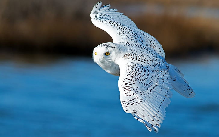 Snowy Owl Bird Flying, HD wallpaper