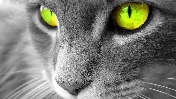 cat, selective coloring, eyes, animals, mammal, one animal