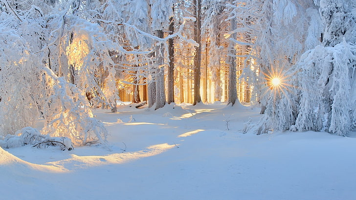nature, snow, trees, sun rays, white, cold, forest, landscape