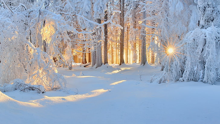 white tree, winter, nature, forest, snow, landscape, trees, sun rays