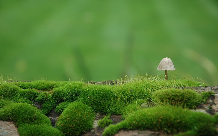 Mushroom, Moss, Green, Degradation, green color, plant, growth, HD wallpaper