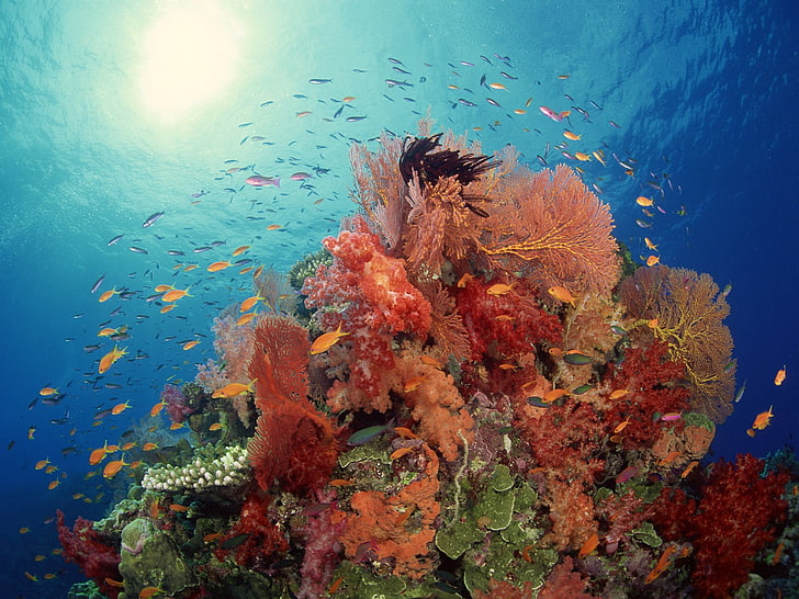 school of fish, underwater, sea, coral, colorful, animals in the wild