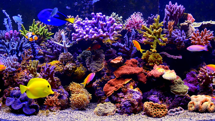 coral reef fish, aquarium, HD wallpaper