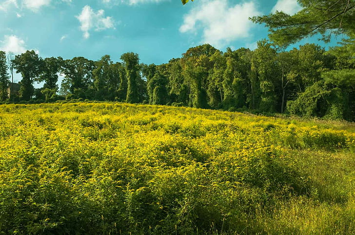 Goldenrod on a hillside, Field of Goldenrod, Monmouth county, HD wallpaper