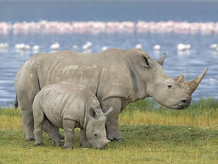 two black rhinos, family, baby, rhinoceros, field, animal, wildlife, HD wallpaper
