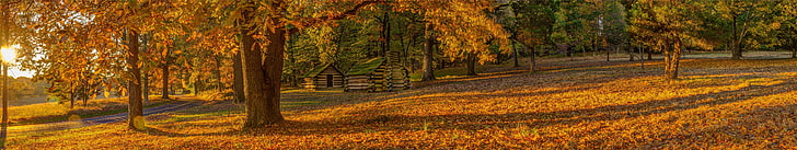 brown leafed tree, seasons, fall, grass, trees, yellow, hut, Sun, HD wallpaper