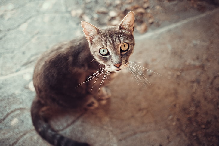 cat, animal eyes, animal ears, animals, whiskers, cat eyes