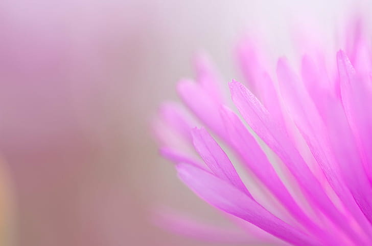 pink Color, nature, plant, petal, flower, flower Head, close-up, HD wallpaper