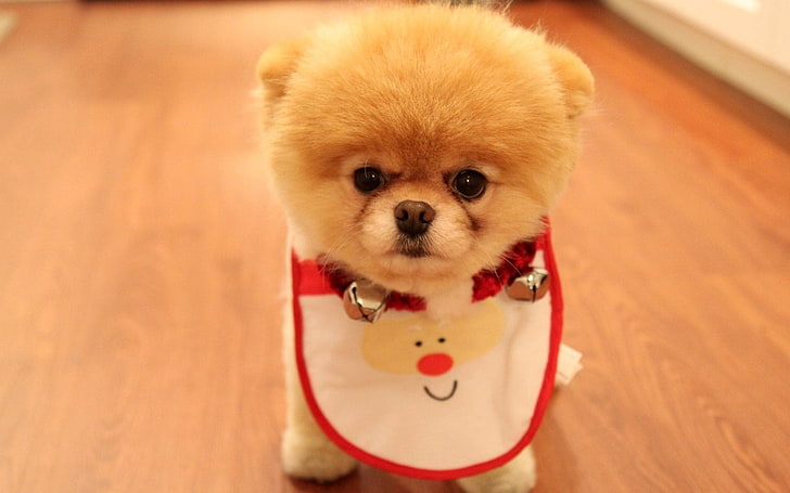 brown Pomeranian puppy, dog, face, cute, pets, animal, small, HD wallpaper