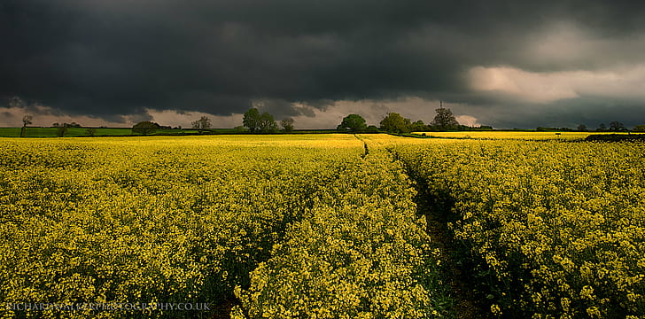 yellow flower field with gray cloudy skyu, clouds, rapeseed, spring