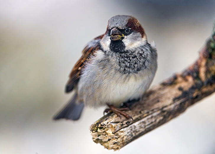 close up photo of gray and brown bird on tree branch, sparrow