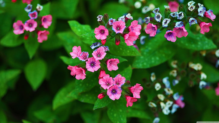 selective focus photography of pink and white flowers, plants, HD wallpaper