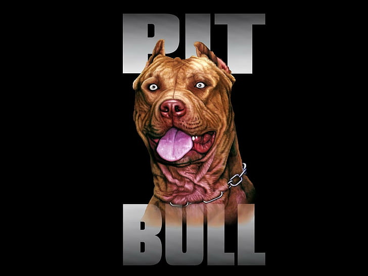 HD wallpaper: american, bull, dog, pit, terrier | Wallpaper Flare