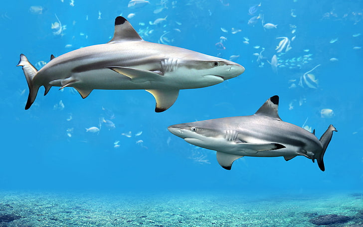 Shark Desktop Wallpaper Hd Widescreen Free Download, animal themes