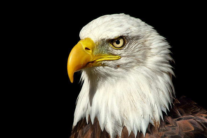 US American Eagle, Bald Eagle, Banham Zoo, Norfolk, eagle - Bird