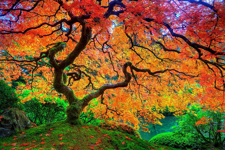 orange tree, landscape photography of tree with red and yellow leaves