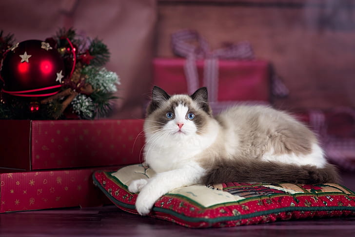 cat, animal, holiday, new year, Christmas, pillow, gifts, box, HD wallpaper