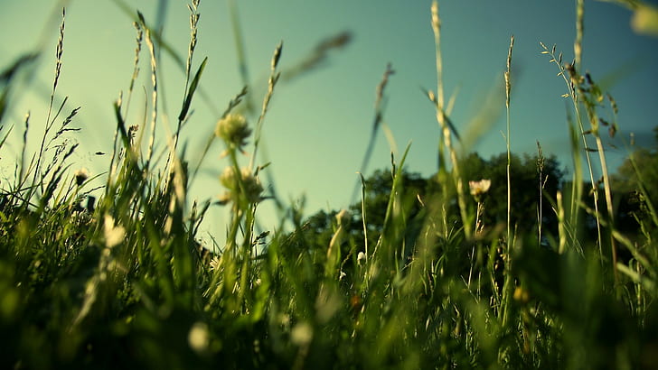 grass, field