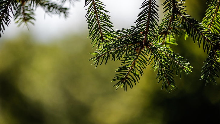 trees, fir-tree, Christmas, green, plant, green color, growth