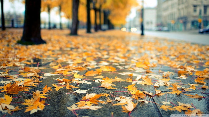 dry leaves, urban, bokeh, fall, autumn, plant part, leaf, change, HD wallpaper