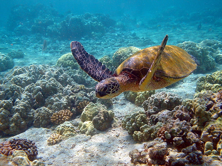 brown turtle, underwater, swim, sea, nature, animal, reef, wildlife, HD wallpaper
