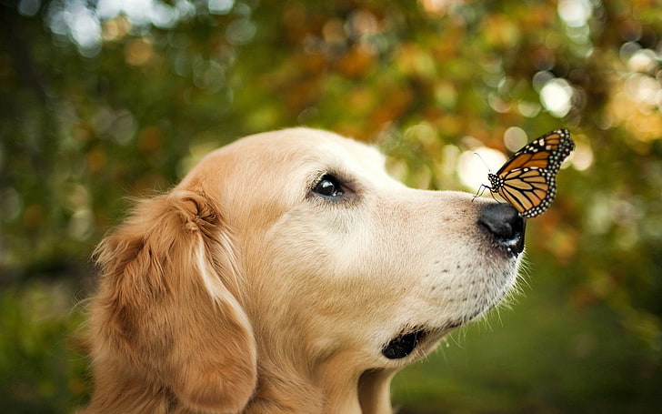 adult golden retriever, adult golden retriever with black and brown butterfly on it's nose