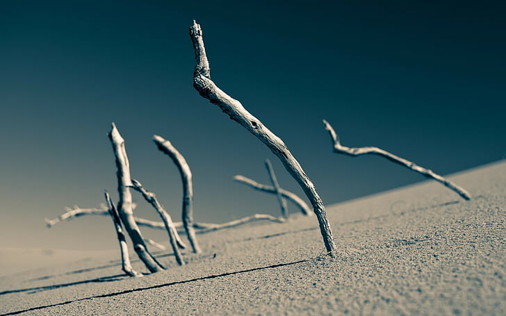 sand, branch, macro, blurred, lines, depth of field, clear sky