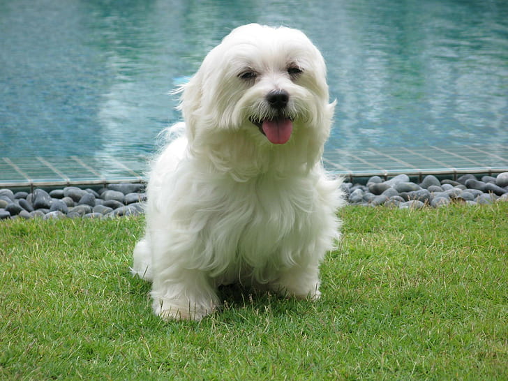 By The Pool, grassy lawn, maltese terrier, swimming pool, animals