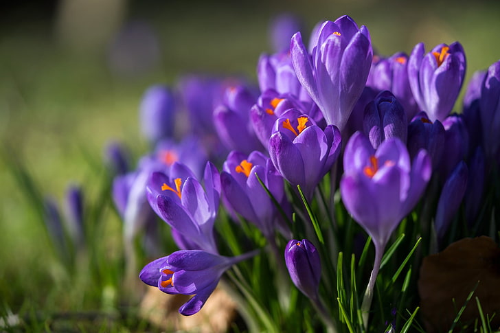 macro, spring, crocuses, saffron, flowering plant, beauty in nature