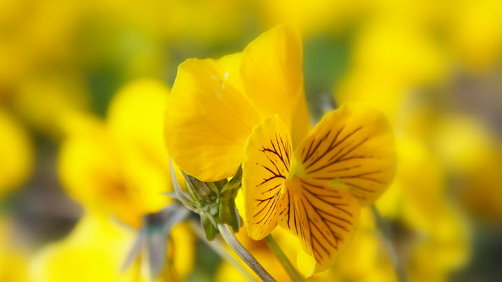 flowers, nature, yellow flowers, pansies