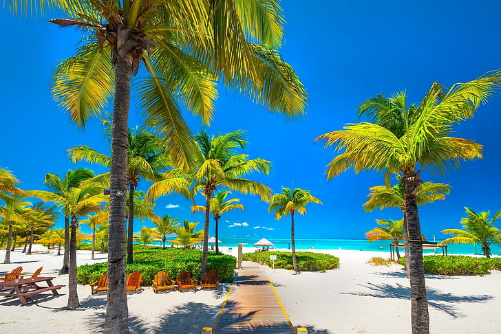 nature, landscape, tropical, beach, palm trees, sea, Caribbean, HD wallpaper
