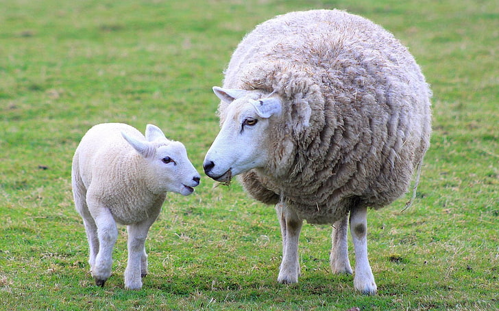 two gray sheep, lamb, wool, mother, farm, animal, agriculture, HD wallpaper