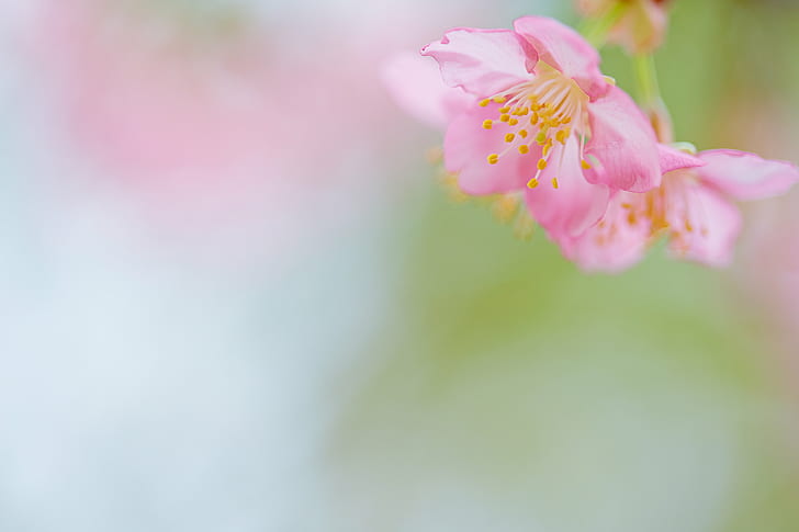 pink and yellow petaled flower, Spring, Canon, cherry-blossoms, HD wallpaper