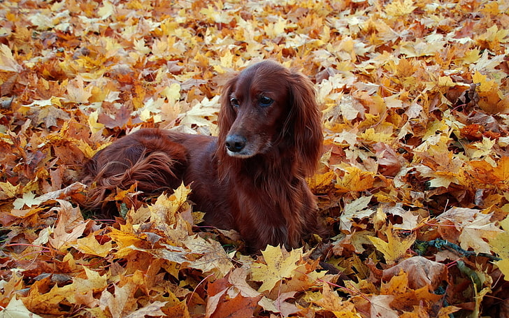 adult red Irish setter, beautiful, autumn, leaves, lie, animal, HD wallpaper
