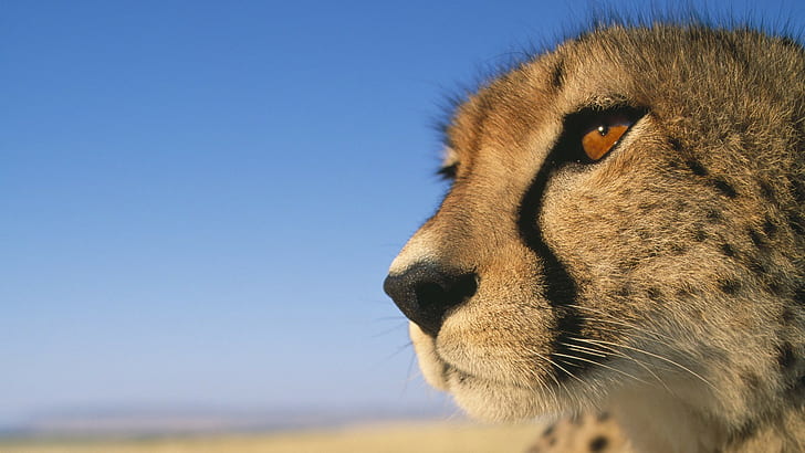closeup, animals, cheetahs, HD wallpaper